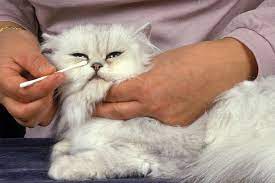 kedilerde goz capaklanmasi capak nasil temizlenir miyavliyo