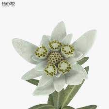 Edelweiss 3d Model Plants On Hum3d
