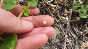 Image result for Boerhavia repens