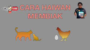 Telur yang dikeluarkan akan menetas dan mengeluarkan anak haiwan tersebut. Sains Tahun 2 Cara Haiwan Membiak Cikgootube Cikguzoul Youtube