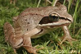 Wood Frog Frog Frog And Toad Amphibians