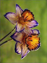Pin By My Info On Still Life Photos Unusual Flowers Narcissus Flower Beautiful Flowers