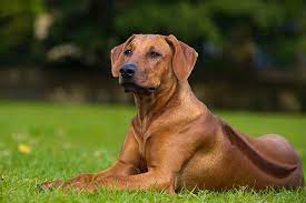 Weimaraners can make excellent companions. Rhodesian Ridgeback Dog Breed Information