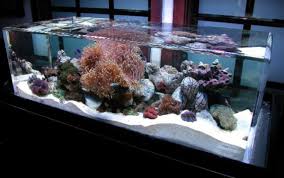 And the fantasy tanks use changing led lights and mist automizers to create. 28 Modern Fish Tanks That Inspire Relaxation