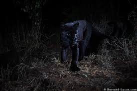 San Diego Zoo Safari Park Gives Peek At Operations Amid Covid 19