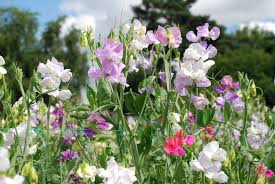 Image result for Lathyrus