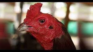 Bagaimana muat turun gambar gambar ayam. Sabung Ayam Di Thailand Youtube