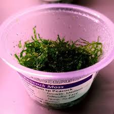 Image result for Dipcadi platyphyllum