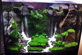 Contoh Desain Aquascape Yang Banyak Di Gunakan Ternak Ikan Hias