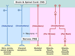 An Image Showing The Two Divisions Of The Nervous System Sensory And Motor And The Subdivisions Voluntary A Peripheral Nervous System Nervous System Nervous