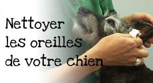 Nettoyer Oreilles Chien Comment Nettoyer Les Oreilles D Un Chien Nettoyer Oreille Chien Nettoyer Les Oreilles Chien