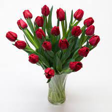 They are a perfect alternative to roses and in season for such a short time that they are double tulips are really unusual. Fresh Red Tulips Fresh Flowers Tulips Com