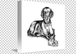 The longhaired vizslas are not registered anywhere in the world but there are some to be found in europe. Weimaraner Wirehaired Vizsla Puppy Dog Breed Puppy Watercolor Painting Mammal Animals Png Klipartz