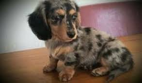 Image Result For Mini Dapple Dachshund Full Grown Dapple Dachshund Dachshund Dogs