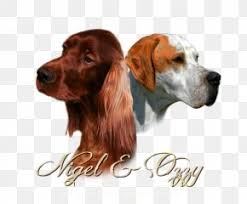 We did not find results for: The Irish Setter Gordon Setter Png 612x570px Irish Setter Boykin Spaniel Carnivoran Companion Dog Dog Download Free