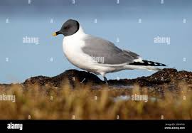 Image result for Sabicea orientalis