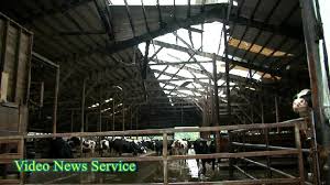 Lockhart roofing advises homeowners should visually check their roof and siding for damage. Genesee County Bethany Winds Rip Open Roof On Cow Barn At Baskin Livestock Video News Service