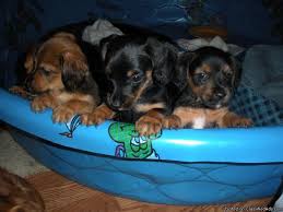 If you are unable to find your dachshund puppy in our puppy for sale or dog for sale sections, please consider looking thru thousands of dachshund dogs for adoption. Designer Breed Dorkie Puppy For Sale Mini Long Haired Dachshund Yorkie Price 400 For Sale In West Palm Beach Florida Best Pets Online
