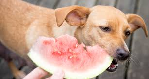 It's a condition known as hollow heart and is caused by fluctuations in temperature during the growing season. 10 Best Fruits And Vegetables For Dogs