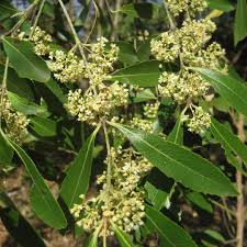 Image result for Catha edulis