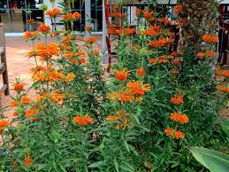 Wordless Wednesday Xeriscaping With Lion S Tails Please be careful removing your plant from it's your plant was grown in filtered sun, not full sun, so it should be acclimated to direct sun slowly.