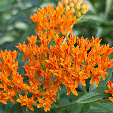 Image result for Asclepias albens