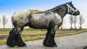 Titlul onorific al celui mai mare cal din lume a. Cai De Tractiune Cai Grei Youtube