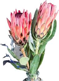 Image result for Protea enervis