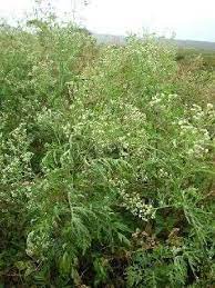 Maybe you would like to learn more about one of these? False Ragweed Weed Management Farms Com
