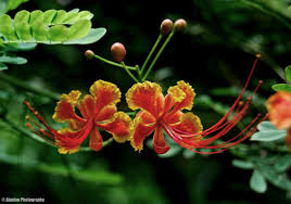 Very happy with their progress. Medicinal Uses Ajaytao Botanical Photography