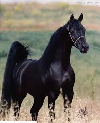 صور خيول اجمل صور خيول صور خيول عربية اصيلة حصان اصيل منتديات حلم العرب Beautiful Arabian Horses Black Arabian Horse Horses