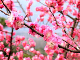 Warna berbeda dari satu jenis bunga saja maknanya berbeda juga. 5 Filosofi Bunga Plum Blossom Yang Mekar Di Bulan Maret