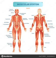 Full Body Muscle Chart Male Muscular System Full