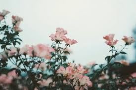 See more ideas about aesthetic desktop wallpaper, desktop wallpaper, mac wallpaper. Macbook Vintage Aesthetic Wallpapers Desktop Novocom Top