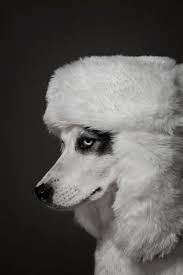 La Russkaya Russian Laika Dog Breed From Yakutia Wearing A Hat Russian Dog Russian Dog Breeds Dog Hat