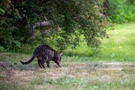 Tierkot im garten.ist das rattenkot? Kacke Stock Photos And Royalty Free Images Vectors And Illustrations Adobe Stock