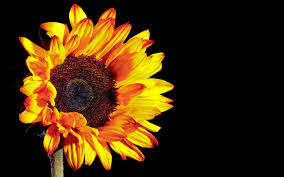 Moonbeam's bright yellow sunflowers 2d graphics merchant resources moonbeam1212. Wallpaper Sunflower Photography Black Background 2560x1600 Hd Picture Image