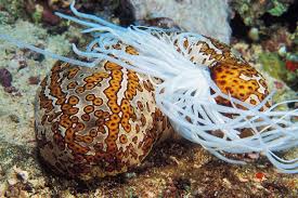 You will watch the octonauts season 1 episode 20 online for free episodes with hq / high quality. How This Fish Survives In A Sea Cucumber S Bum