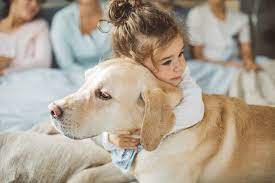 Difference Between Female Male Labrador Retrievers Cuteness