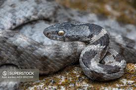 Image result for Euploca katangensis