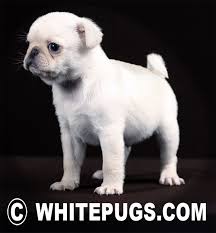 Black And Tan Pug I Will Have A White Pug Someday I Have A Tan And A Black One Lucy Ethel I Wonder What I Would Name The White One White Pug Pugs Pet