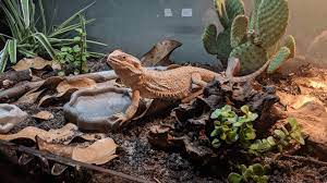 Prickly pear cacti are not only edible for bearded dragons, but some keepers offer their lizards prickly pear cactus pads specifically as food. How To Lower Humidity In Bearded Dragon Tank