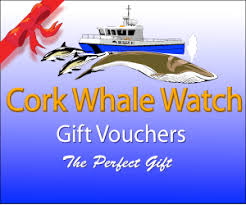 You'll find navigation electronics, marine communication electronics, safety electronics, fishing electronics and entertainment electronics like marine stereos and satellite tv for your boat. Whale Watch Gift Vouchers Whale Watching In West Cork Ireland With Colin Barnes Cork Whale Watch