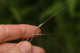 Image result for Hyparrhenia familiaris