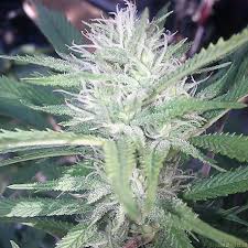 It offers its users a euphoric and cerebral high that often results in a deep state of relaxation, if not couchlock. Monster Cookies Von Greenpoint Seeds Cannabis Sorten Infos