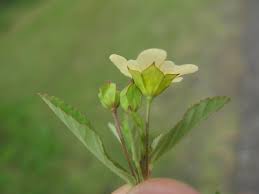 Image result for Sida rhombifolia