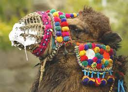 4.(japanese / green / fantastic) car. Health Experts Zero In On Camels To Fight Deadly Mers Virus Arab News