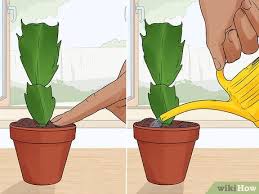 Christmas cactus is a striking plant with bright pink or red blooms that add some festive color around the winter holidays. 3 Easy Ways To Plant A Christmas Cactus Wikihow
