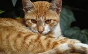 We did not find results for: Orange Cat Names 199 Cute Ginger Cat Names Petmoo