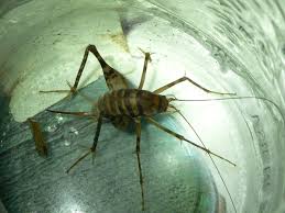 Crickets eat food that is very similar to a human's diet. Wild Side Cave Crickets The Martha S Vineyard Times